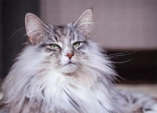 为你科普一下，挪威森林猫和缅因猫的区别有哪些？
