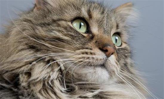 长毛田园猫和挪威森林猫傻傻分不清？我来教你方法！