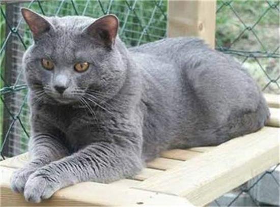 夏特尔猫吃什么比较好