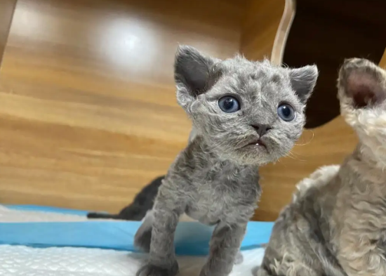德文卷毛猫9000算贵吗