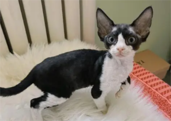 德文怎么配出开脸的猫
