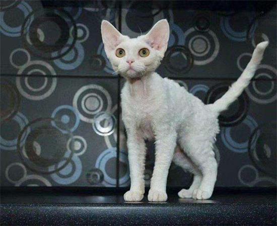 怎么养护好德国卷毛猫的毛发 日常护理毛发方法