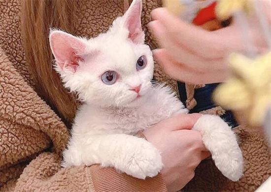 德文猫的寿命为什么这么短