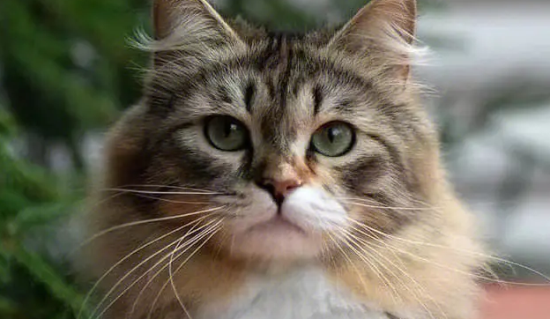 西森猫优点和缺点
