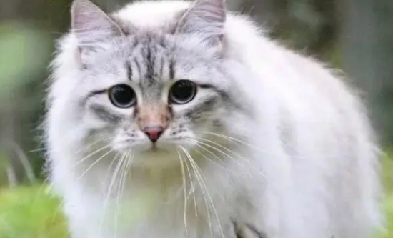 西森猫掉毛严重吗