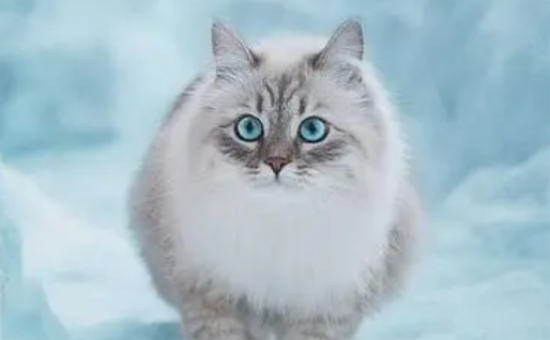 西伯利亚猫爬山训练难吗？这篇文章给你答案！