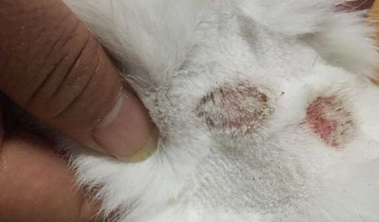 西伯利亚猫怎么治疗猫癣？要用对方法