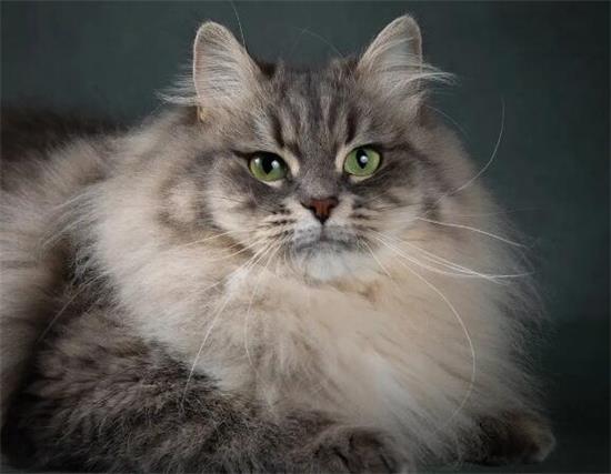 西伯利亚森林猫好养吗？不清楚的来瞧瞧