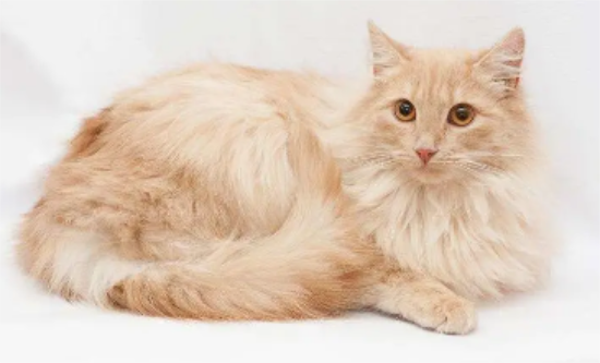 东方长毛猫优缺点百科