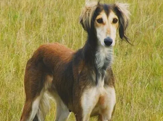 萨路基猎犬是禁养犬吗