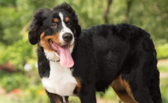 伯恩山犬哪里有卖的