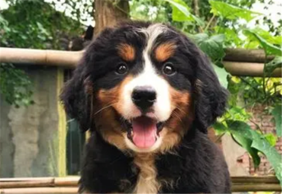 伯恩山犬介绍，性格与来历详细介绍