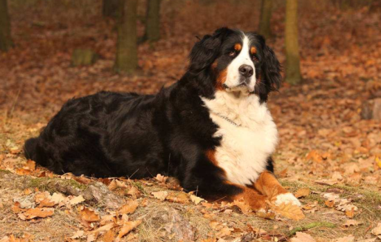 伯恩山犬窝咳吃什么药最好