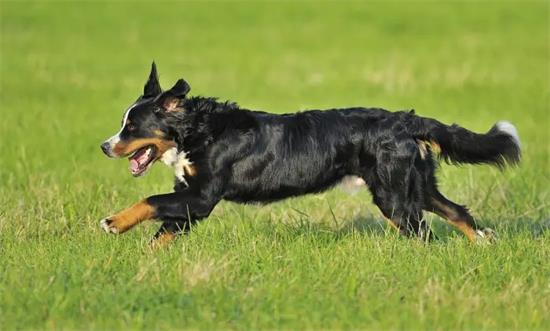 不知道怎么训练伯恩山犬大小便？看这里~