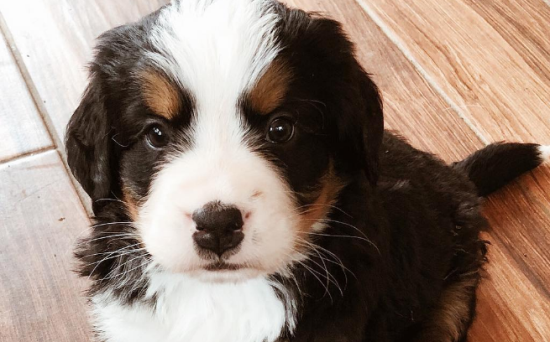 伯恩山犬聪明吗 给予狗狗陪伴与沟通