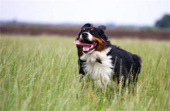 伯恩山犬吃多了拉稀怎么办