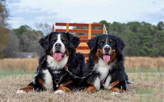 如何延长伯恩山犬的寿命？这些方法需要掌握！