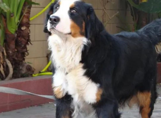 百科 | 来自瑞士的伯恩山犬