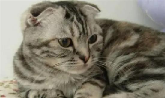 折耳猫为什么不能养