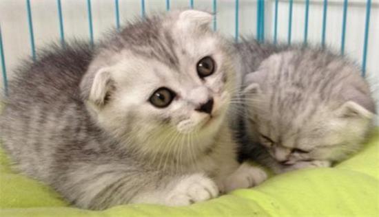 折耳猫能活多久
