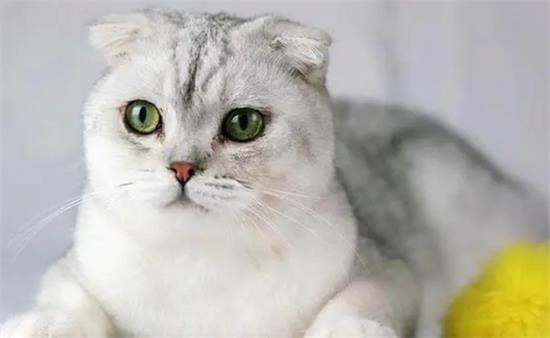 折耳猫寿命一般多少年