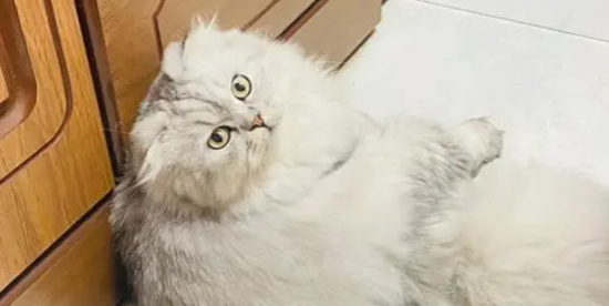 折耳猫半年不发病就永远不会