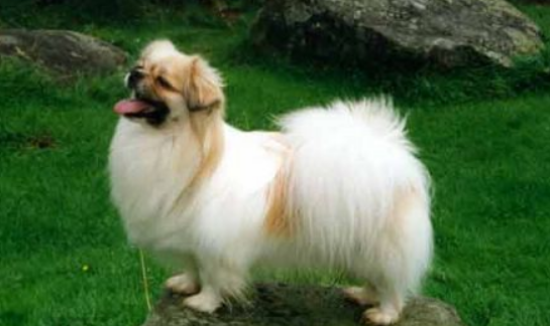 西藏猎犬喜欢什么