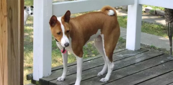巴仙吉犬的寿命一般是多久