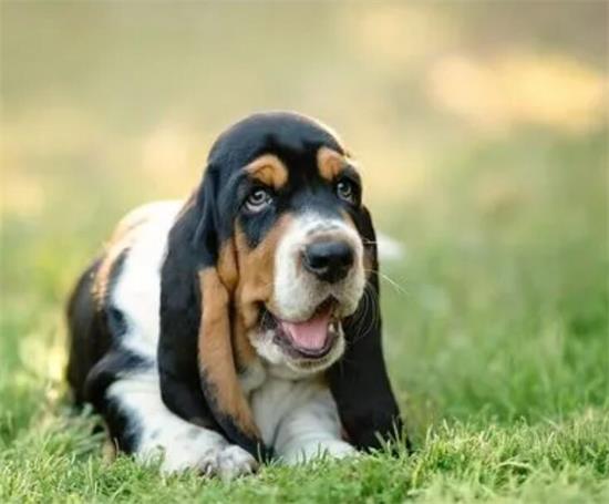 巴吉度犬图片和价格
