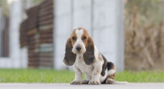 巴吉度犬有攻击性吗