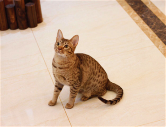 奥西猫生病怎么护理