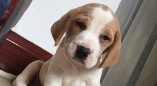 巴吉度幼犬窒息怎么办？这两种抢救方法需要掌握