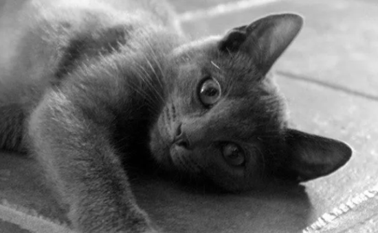 科拉特猫肾衰怎么办？试试这几种办法