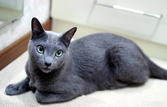 科拉特猫的性格特征