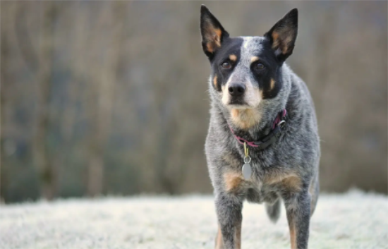 澳洲牧牛犬怎么选