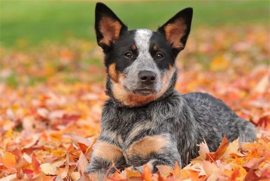 如何养一只聪明乖巧的澳大利亚牧牛犬