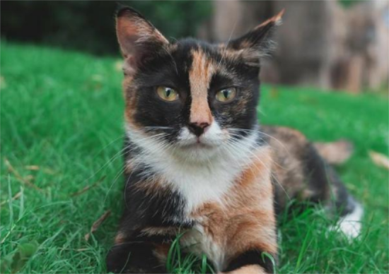玳瑁猫的价位