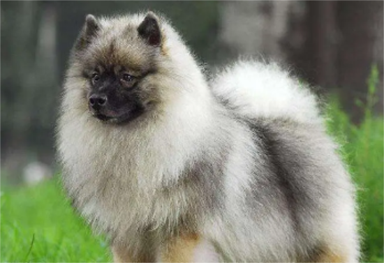 荷兰毛狮犬翻肠子怎么办？一文告诉你！
