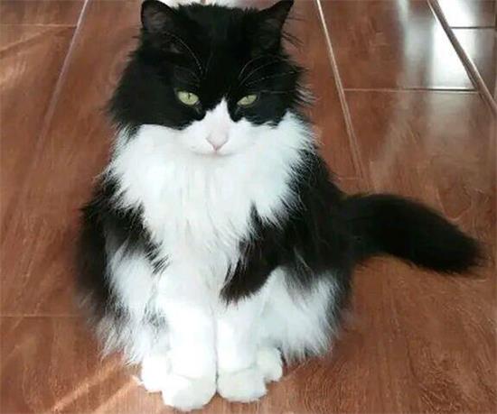 什么品相的奶牛猫最好看