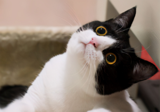 为什么奶牛猫买的人少