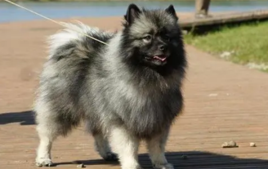 荷兰毛狮犬吃什么 食物要搭配合理