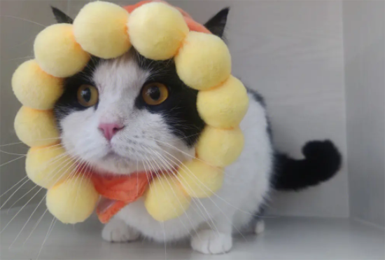 英短有奶牛猫吗