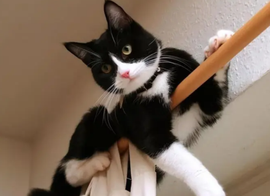 奶牛猫的优点和缺点