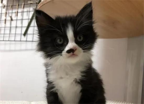 高颜值奶牛猫多少钱一只