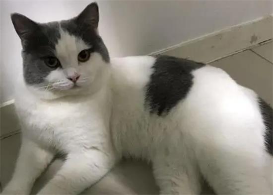 奶牛猫和蓝白英短怎么分辨