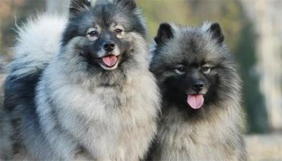 荷兰毛狮犬一天吃几顿