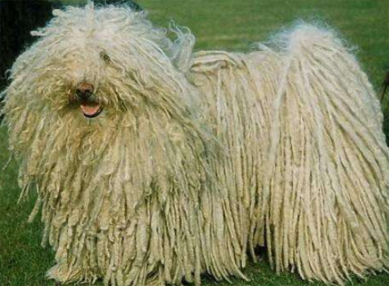 波利犬为什么禁养？