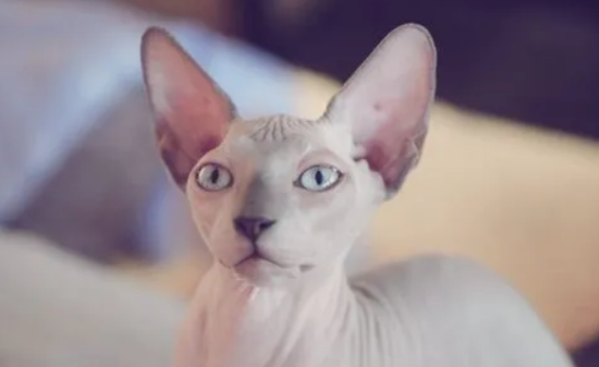 加拿大无毛猫的生活习性介绍