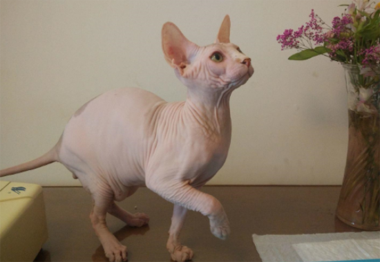 今日解析：加拿大无毛猫性格怎么样？