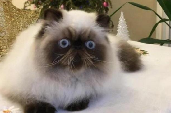 养喜马拉雅猫注意事项是什么？一文告诉你！